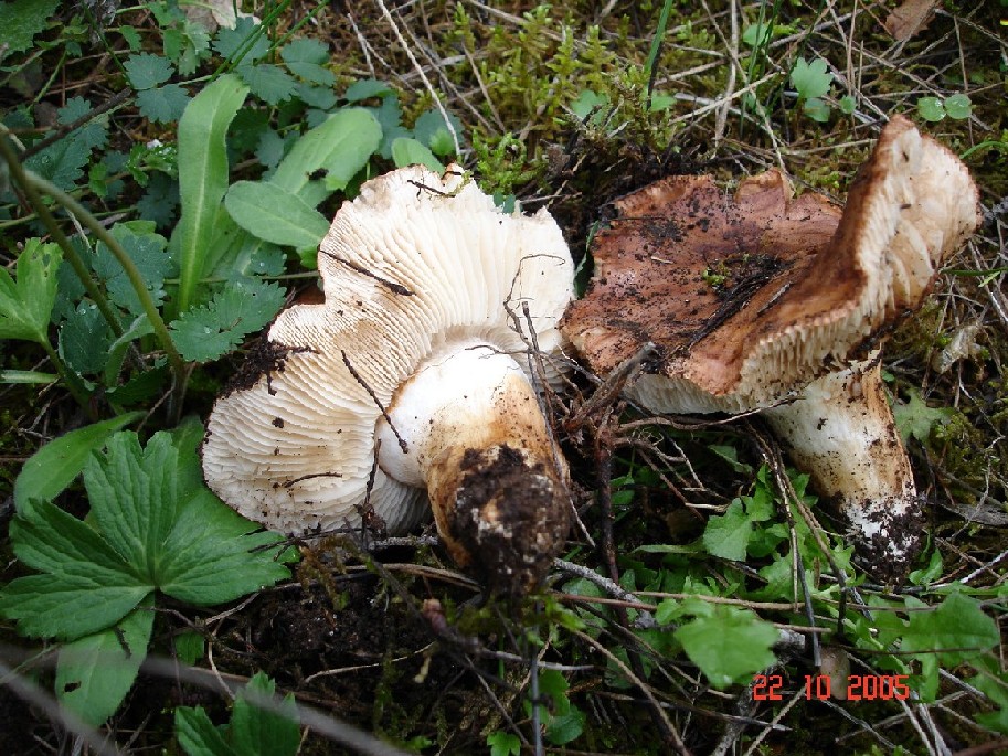 Tricoloma fracticum, Agrocybe pediades?,Clitocybe alexandri?